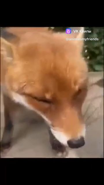 #asmr #лиса #рыжая #смешноевидео #взаимныеподписки #подписываемся
