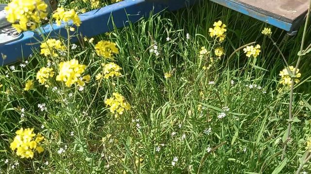 Опыляем рапс 2026