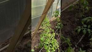 21 апреля #теплица #дача #садоводничество #огород #уходзатеплицей