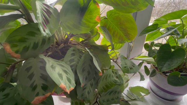 Мои любимые цветочки, как выглядит мой подоконник в апреле