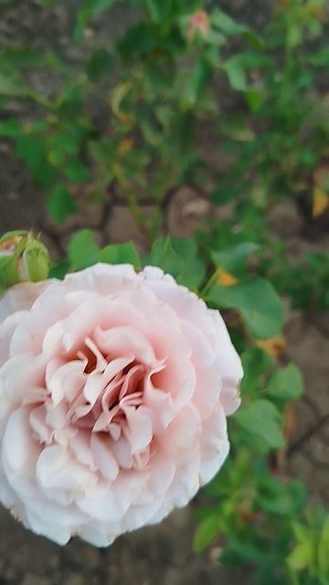 Роза новозеландская Симпли Джоржес.