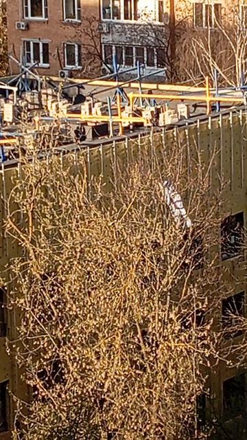 21.04.26. конная полиция возвращается с дневного дозора