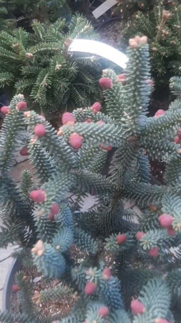 ❤🌲Красоточка пихта испанская фастигиата
✔Продажа растений в макс и телеграм канале: Https://t.me/lov