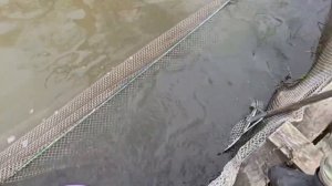 Запуск 21 апреля (Водопад)