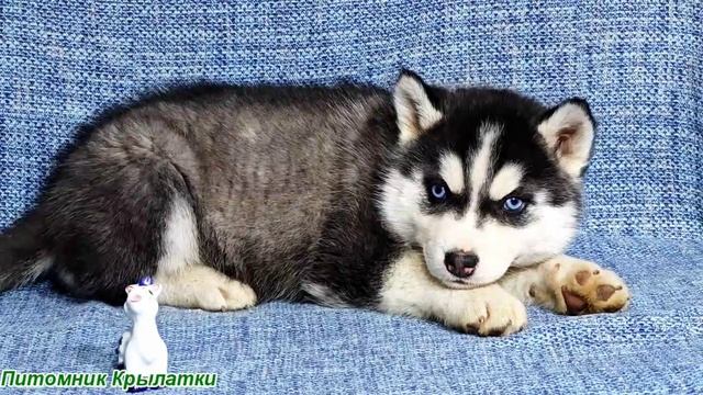 Предлагаем девочку щенка хаски, голубоглазую, черно-белую, родилась 6 марта 2026 года