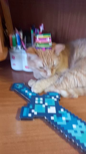 котик из майна