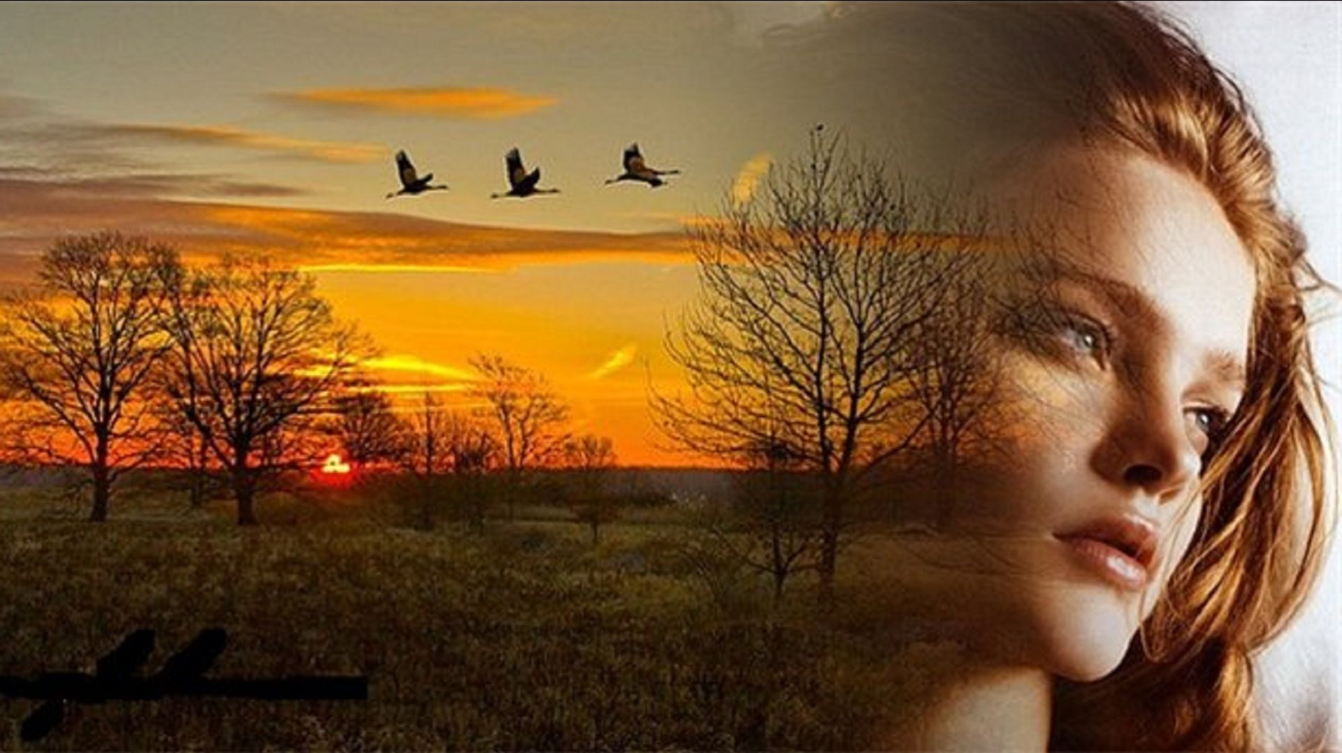 Гусиных ночей тихий шорох