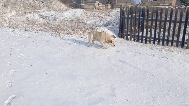 20 апреля, Сибирь. Где весна? Снова снегопад.