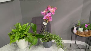 НОВАЯ ОрХиДеЯ 🌸 и декоративно- лиственные растения 🌱 #орхидеи