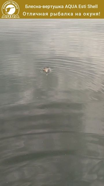 Ловля окуня на блесну-вертушку Esti Shell: тактика и результат.