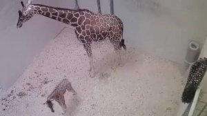 ЗАБАВНЫЕ МОМЕНТЫ С ЖИВОТНЫМИ, СНЯТЫЕ НА КАМЕРУ