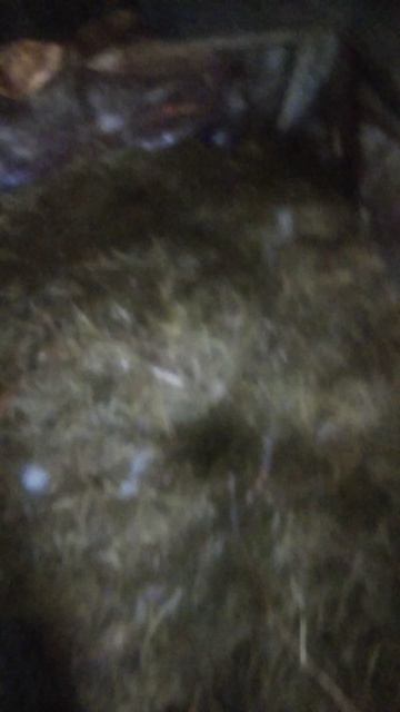 обнарул нору в вальере,вернул крольчёнка на место