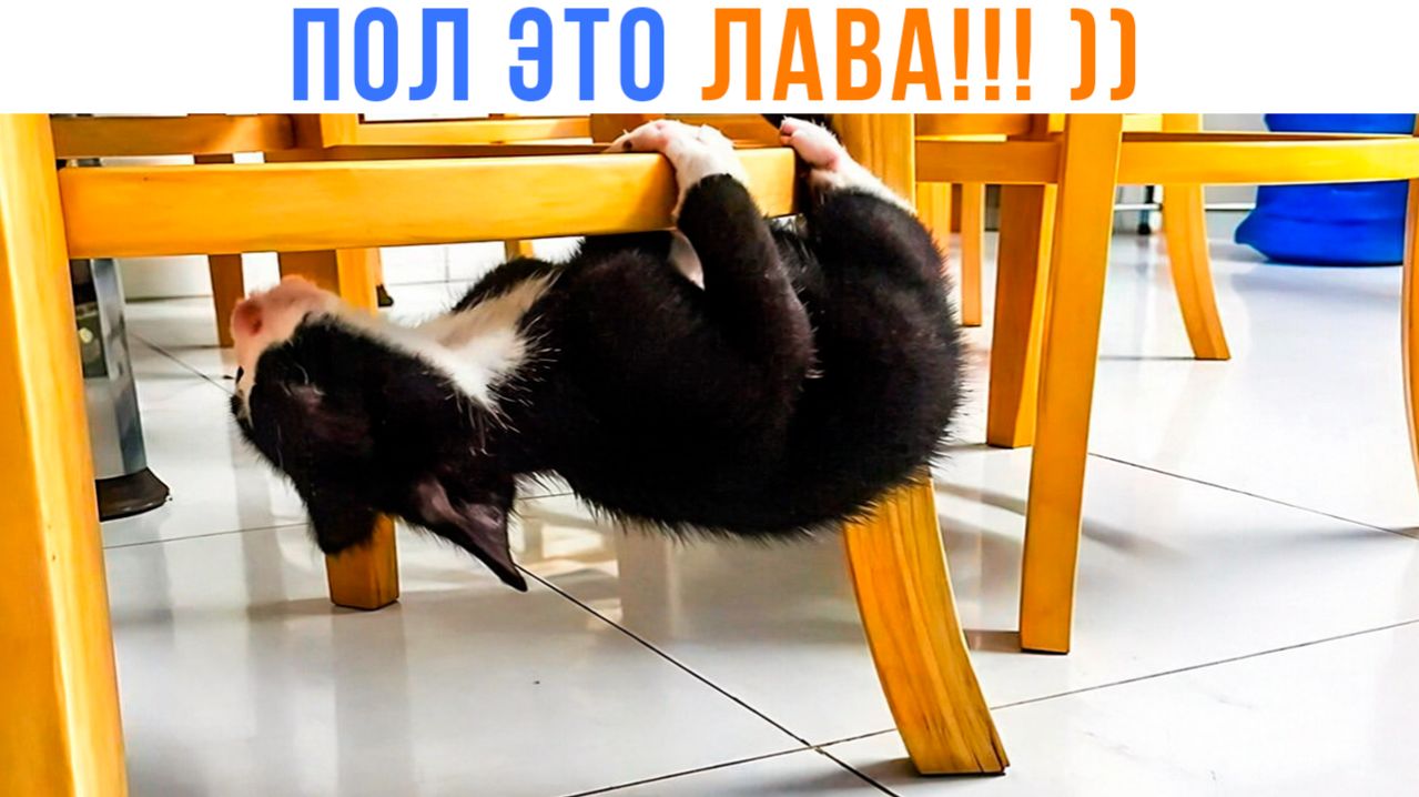 ПОЛ ЭТО ЛАВА!!! АААА!!! ))) Приколы | Мемозг 1746