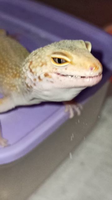 Кормление Бананы. 13 апреля 2026 г.