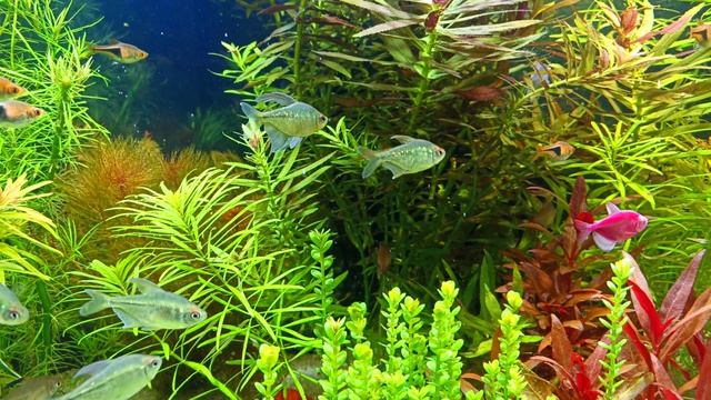 Тетра брильянтовая