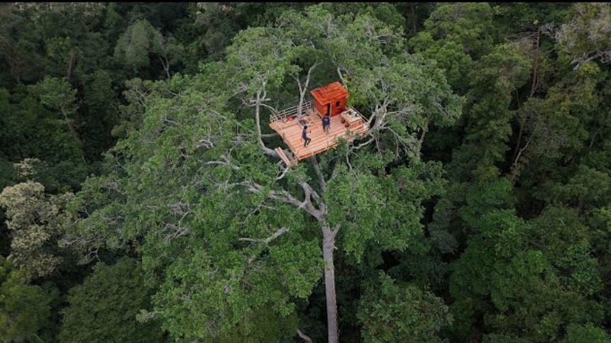 Убежище для выживания на гигантском древнем дереве. Бушкрафт.