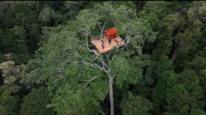 Убежище для выживания на гигантском древнем дереве. Бушкрафт.