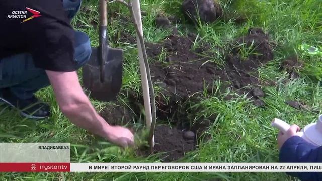 Двор школы №17 Владикавказа украсила аллея из 20 молодых платанов