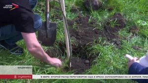 Двор школы №17 Владикавказа украсила аллея из 20 молодых платанов