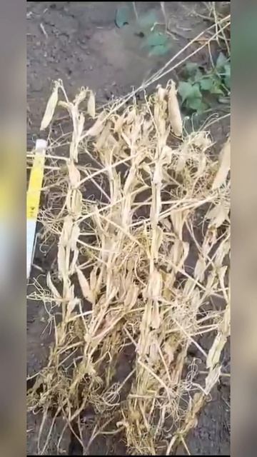 ВАЙБРАНС® Голд — применение на горохе! 🫛