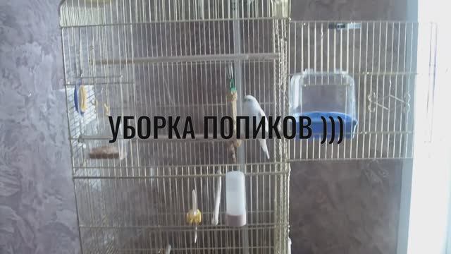 ПХД у попиков