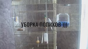 ПХД у попиков