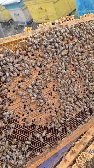 РАСПЛОД МАТКА БАКФАСТ