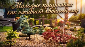 Молодые по росты хвойных: как оживает хвойный сад.