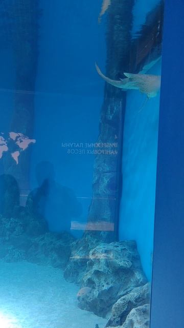 акула в аквариуме.mp4