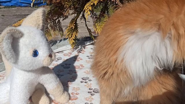 Знакомство с вязаным котиком #кот_Барон #лайки Брюс и Барси #мари_мистик