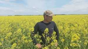 Опыляем рапс 2026