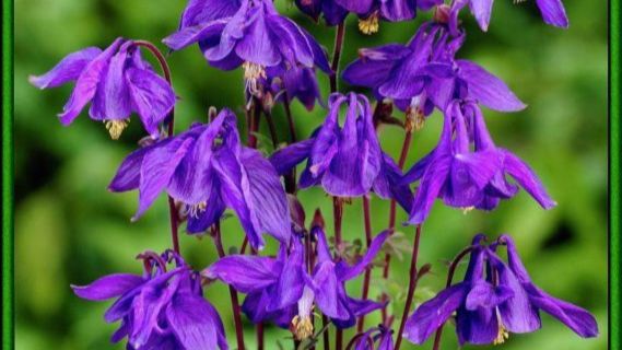 Как я сажала Аквилегию из Светофора