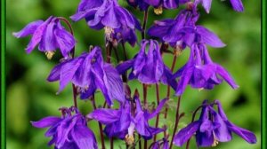 Как я сажала Аквилегию из Светофора