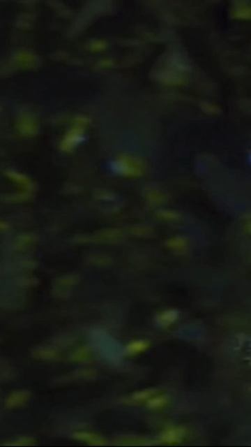 Монолог Лиза «Мухадракон»