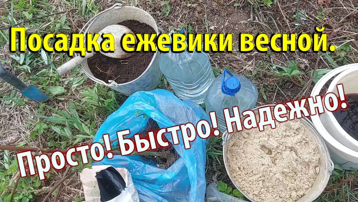 Посадка ежевики весной. Просто! Быстро! Надежно!