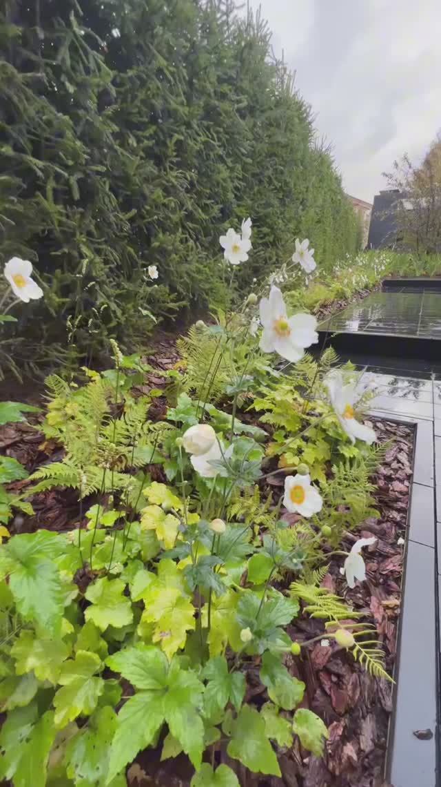 Цветение анемоны японской ''Andrea Atrison''