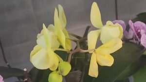 #187 ОрхоVLOG Опять зацветают  представители_Дворянства_😖. Польëшь- останешься без цветов