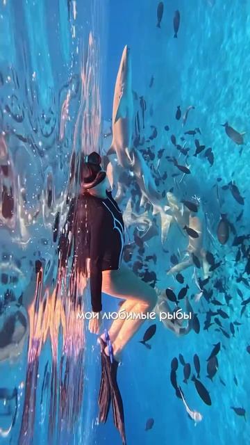 Говорит: «В Питере буду плавать с акулами» 🦈