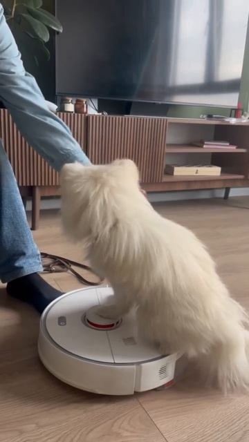 Шпиц, таксист-наездник.😊