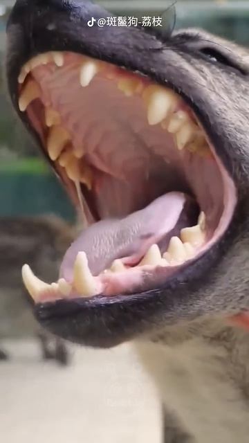 Вы ЭТО ЗНАЛИ Про ГИЕН?