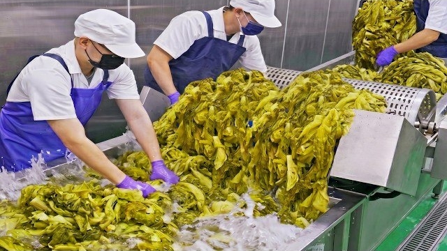 1000 порций! Огромное количество маринованной зелени для рыбного хотпота Суаньцай / Лучшее в Тайване