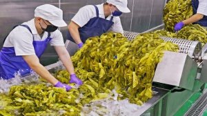 1000 порций! Огромное количество маринованной зелени для рыбного хотпота Суаньцай / Лучшее в Тайване