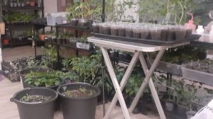 21.04.2026 Что с перцами? От каких томатов отказалась? Что с петуниями?