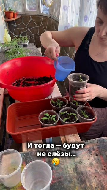 Пикирую томаты🍅