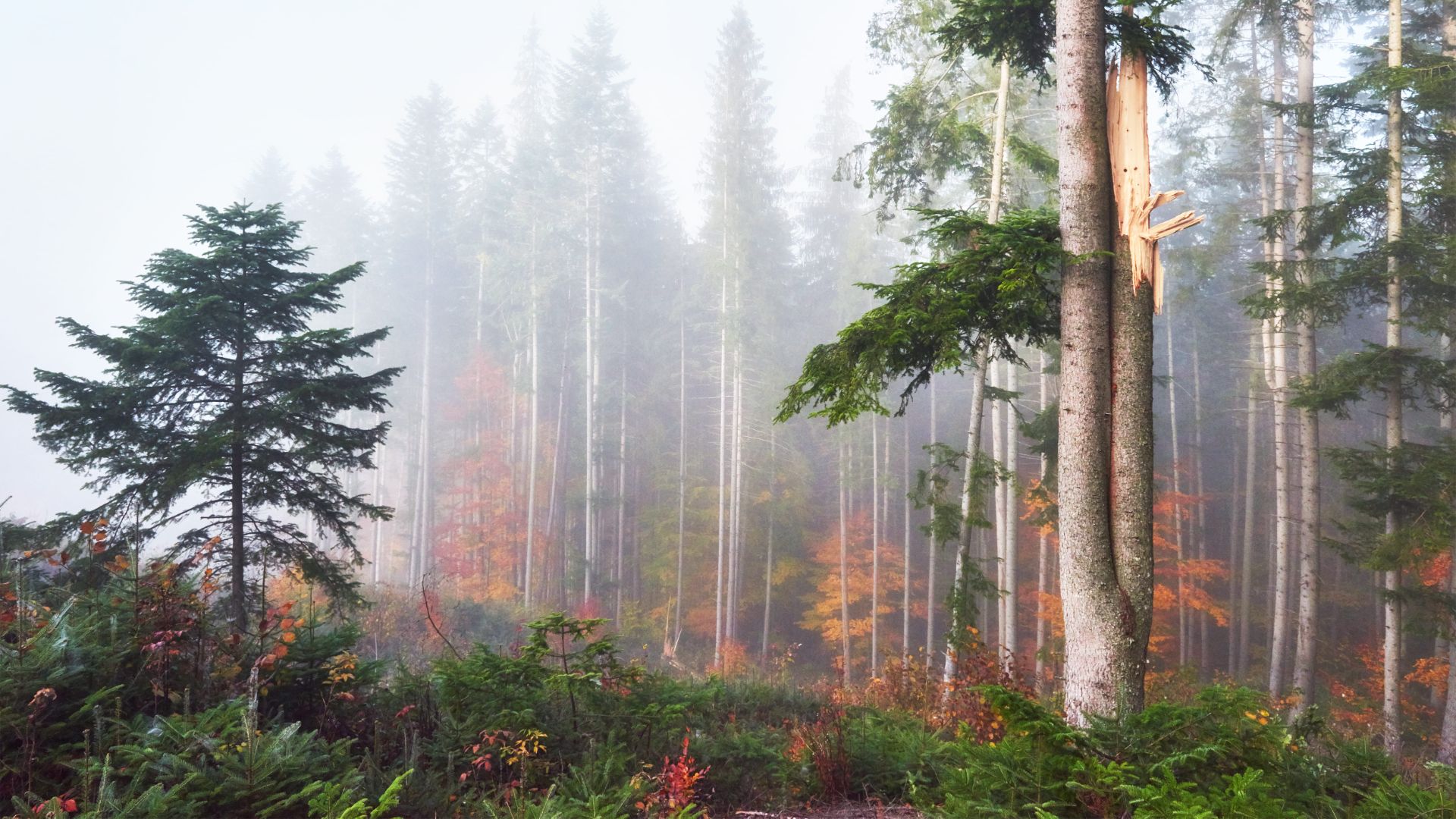 Добровольные пожарные