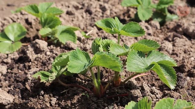 Раскидываю весной по клубнике такой порошок! Ягоды пропасть и вредители пропадают - даже долгоносик!