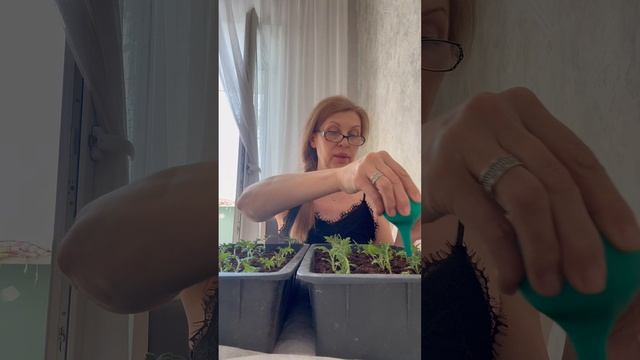 Распикировка 🍅 сорт Челнок