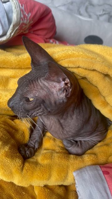 Алиса показалась из своей норы