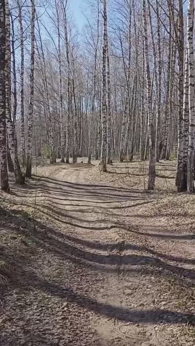 В весеннем лесу.