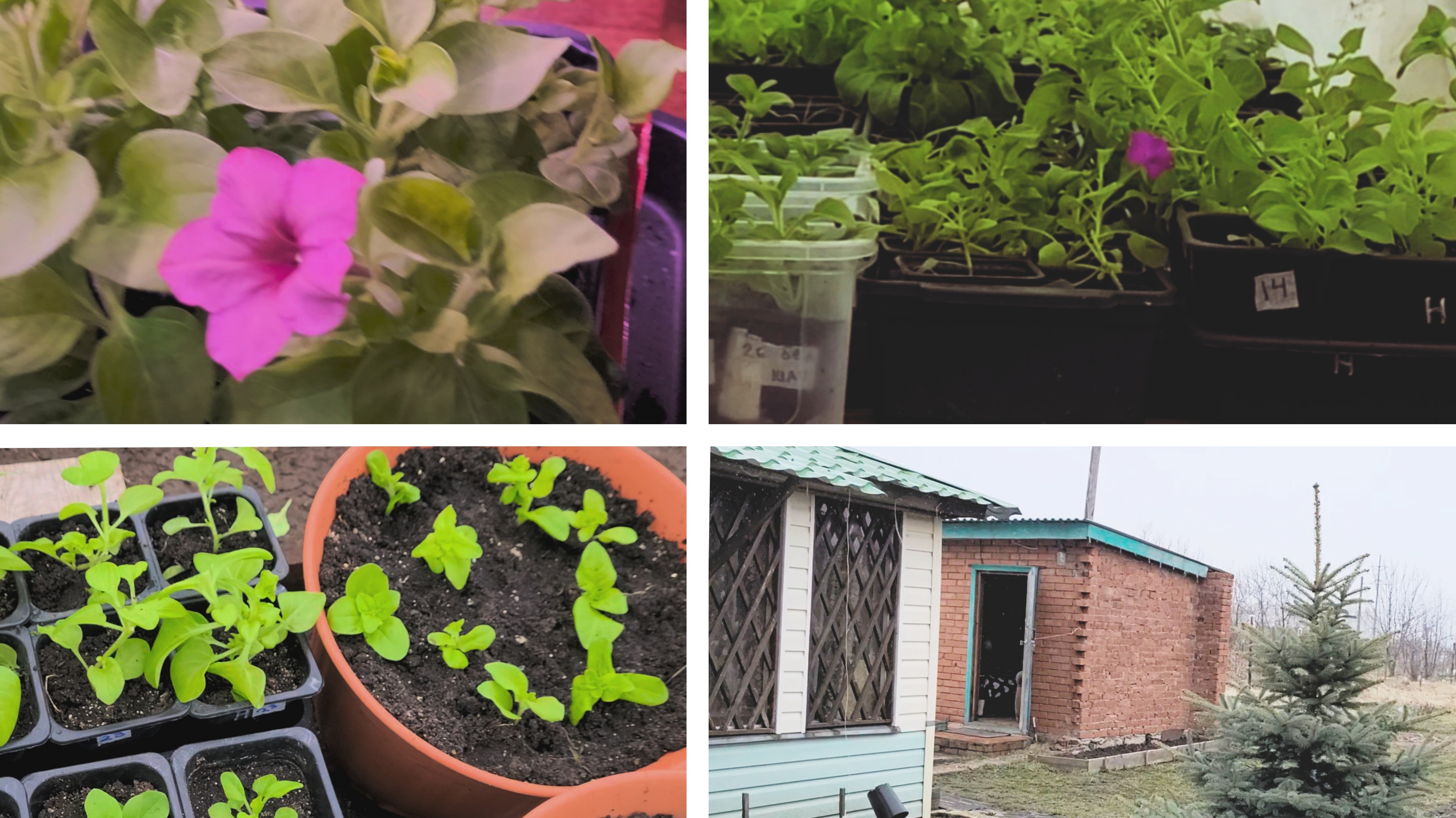 Апрельские выходные на даче. Переезд рассады в теплицу.